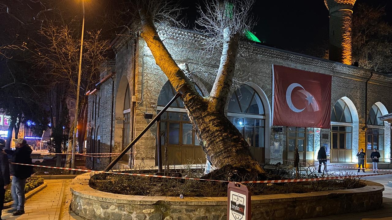 A 550-year-old plane tree fell from its roots in Bursa