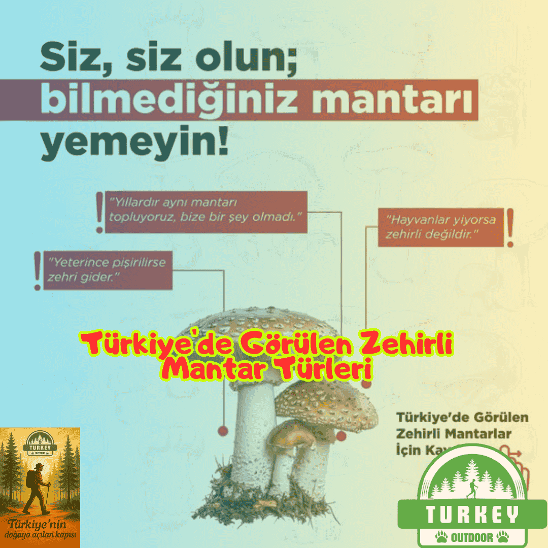 Espécies de cogumelos venenosos encontradas na Turquia