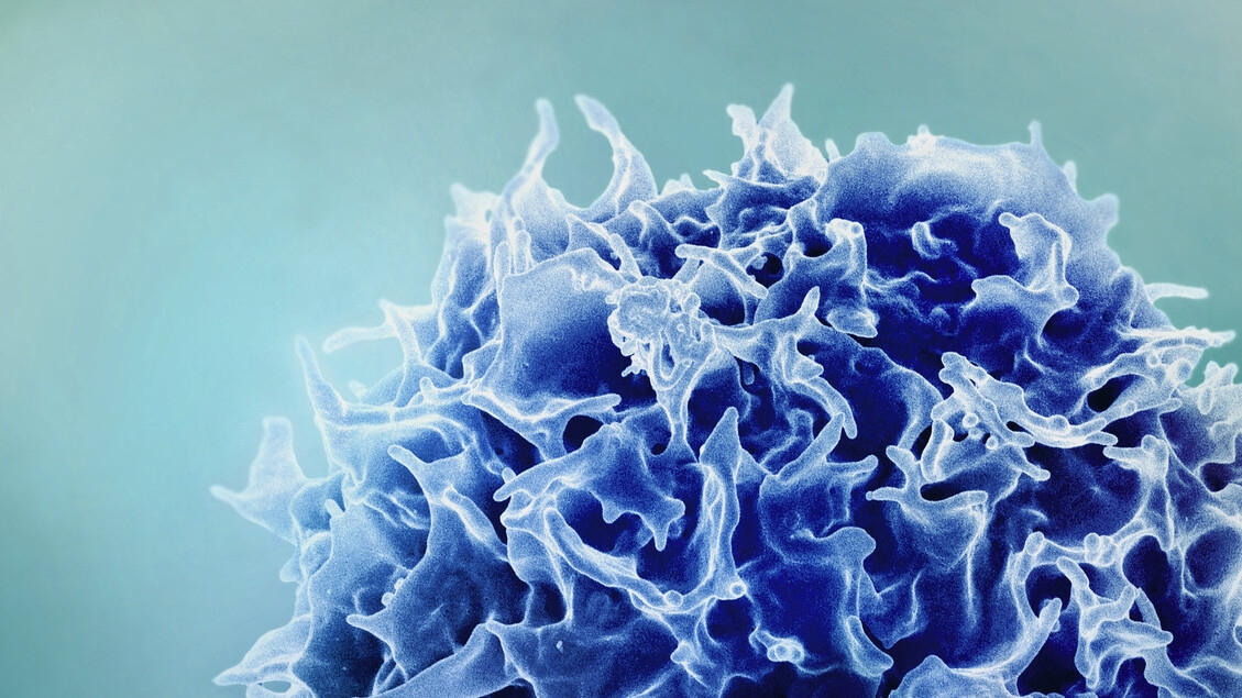 Disarmate le cellule immunitarie ribelli, responsabili di molte malattie