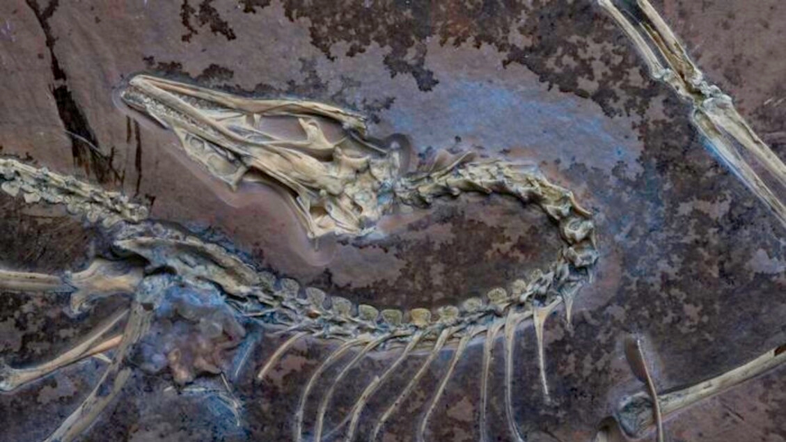 Federn entdeckt, die den ersten Dinosauriern das Fliegen ermöglichten