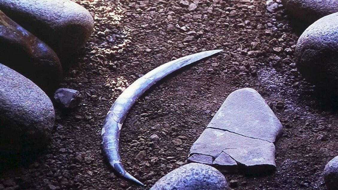 Oldest Boomerang in Europe Discovered