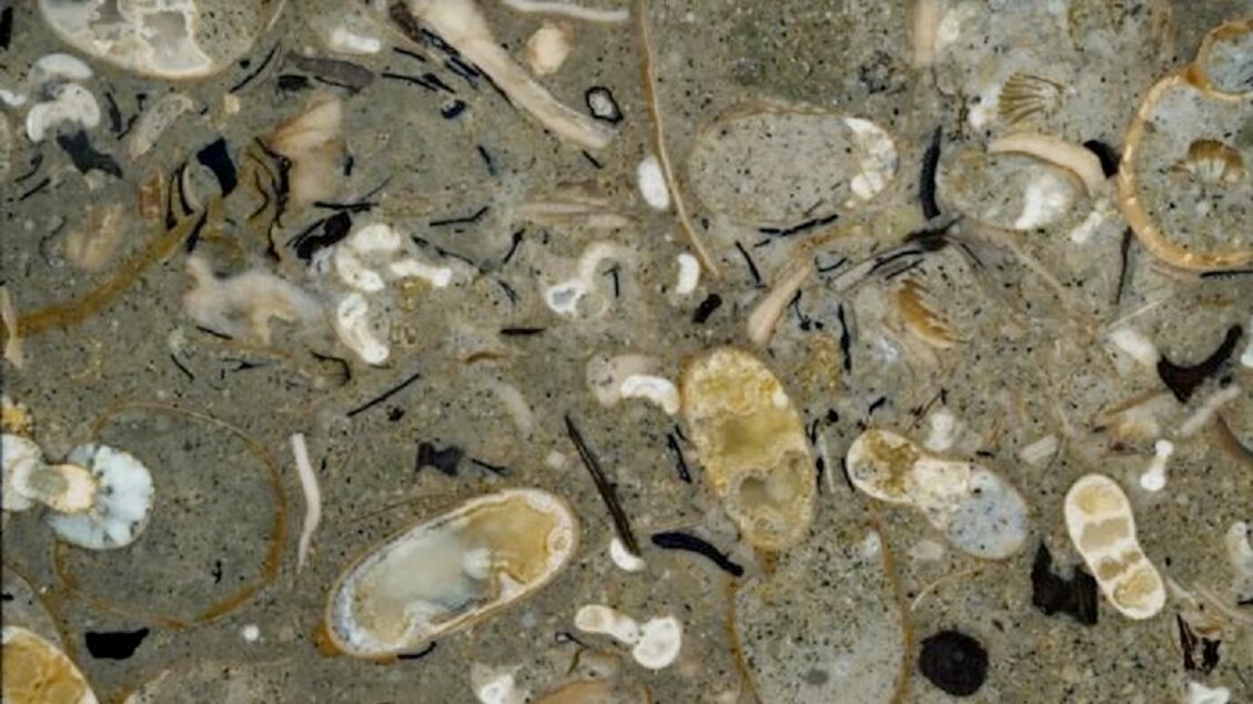 Squids ruled the oceans 100 million years ago