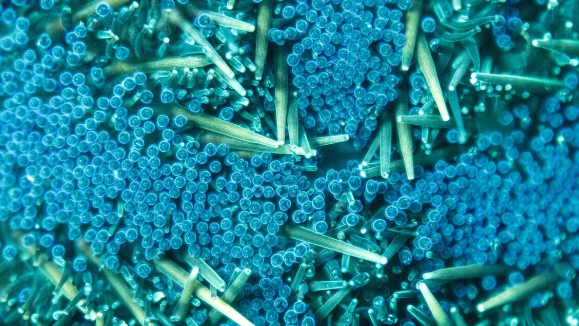 Trovate microplastiche anche nei fluidi riproduttivi umani