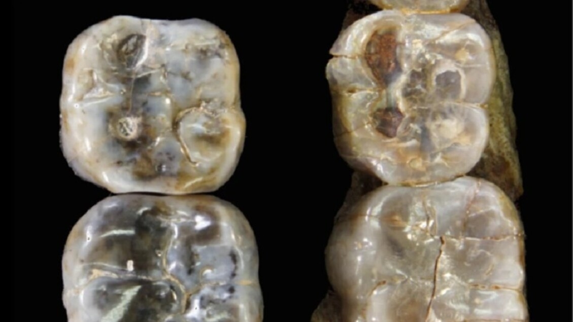Teeth from a new human ancestor rewrite evolution