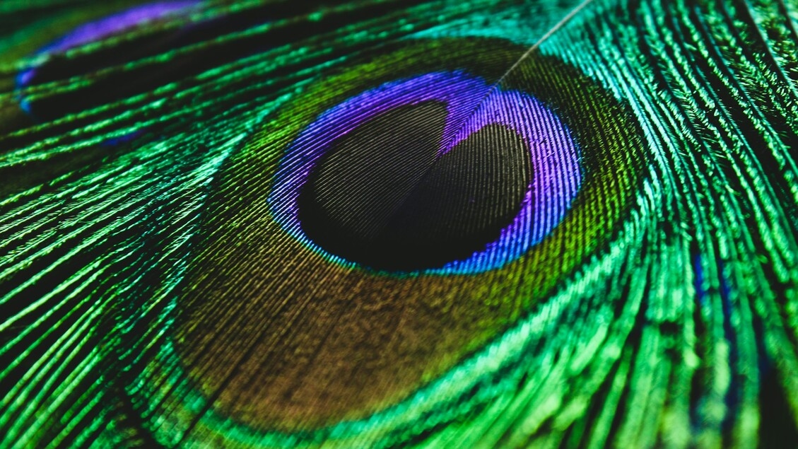 Die Augen am Schwanz von Pfauen verwandeln Licht in Laser