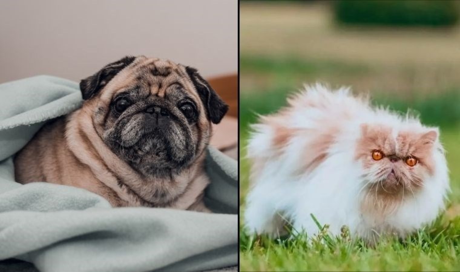 Warum sehen Katzen und Hunde ähnlich?