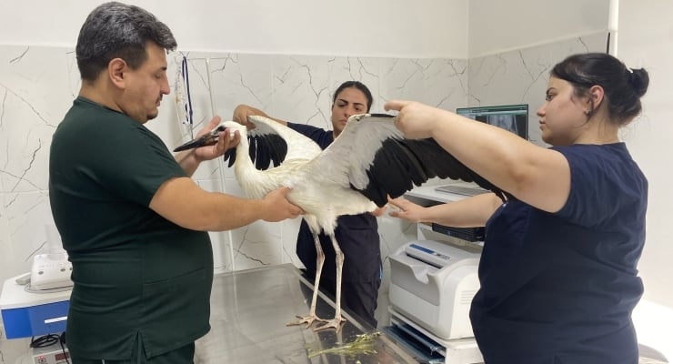 Una cigüeña cansada se encuentra bajo protección en Manisa.
