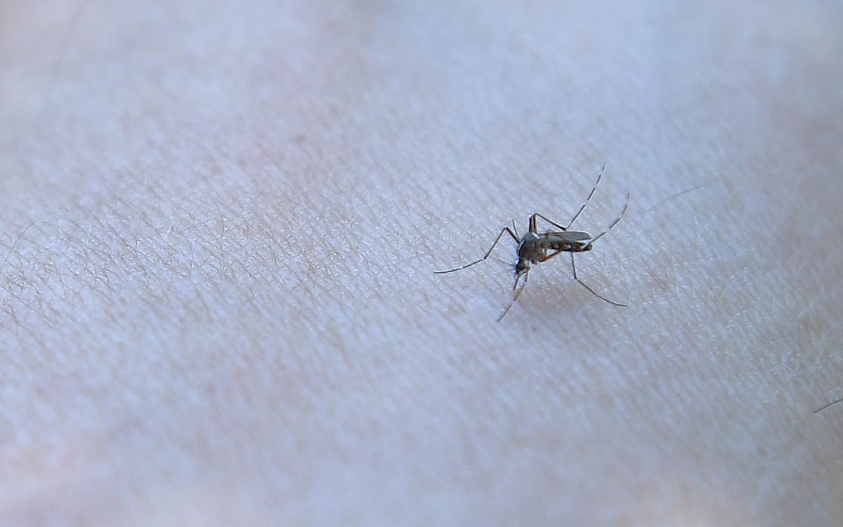 Two indigenous cases of chikungunya detected in Dordogne