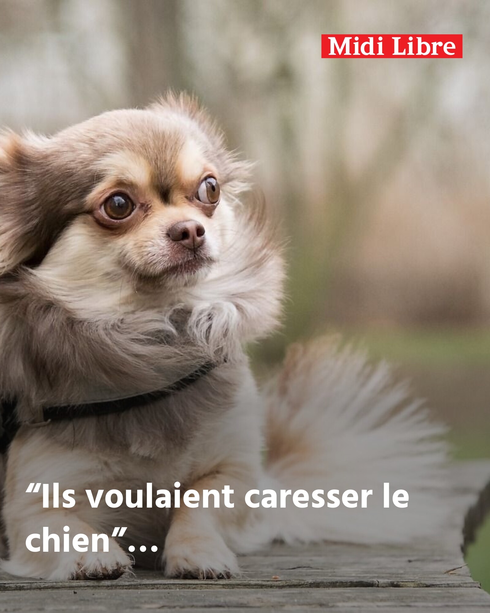 Montpellier (34): while he was walking his chihuahua, two men tried to snatch it from him and hit him with crutches; a Moroccan and an Italian were arrested, they were believed to be in an irregular situation