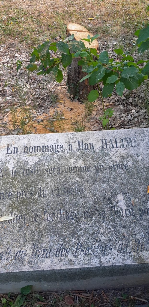 Épinay-sur-Seine (93): the olive tree planted in tribute to Ilan Halimi, victim of the "Gang des Barbares" in 2006, was cut down; the mayor denounces "an anti-Semitic act" and announces he is filing a complaint