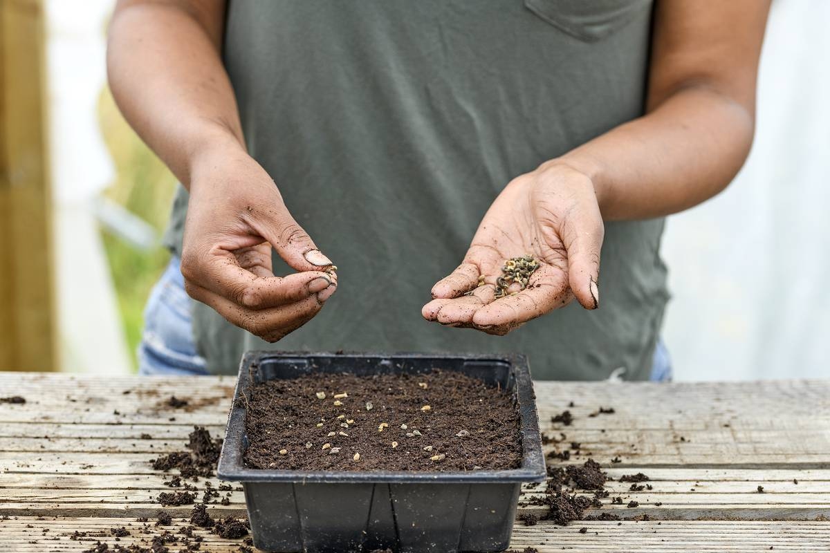 Seminare le calendule: quando e come farlo?