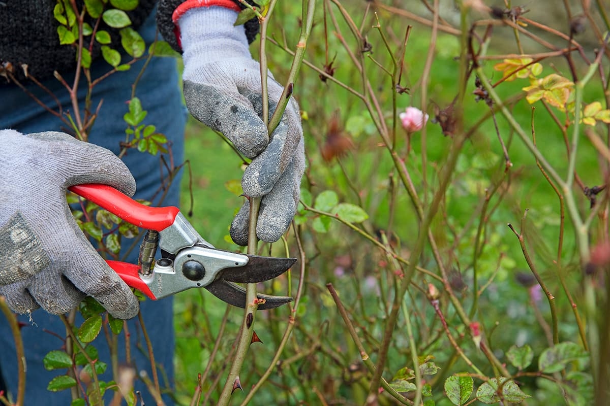 This is what you can prune in the fall