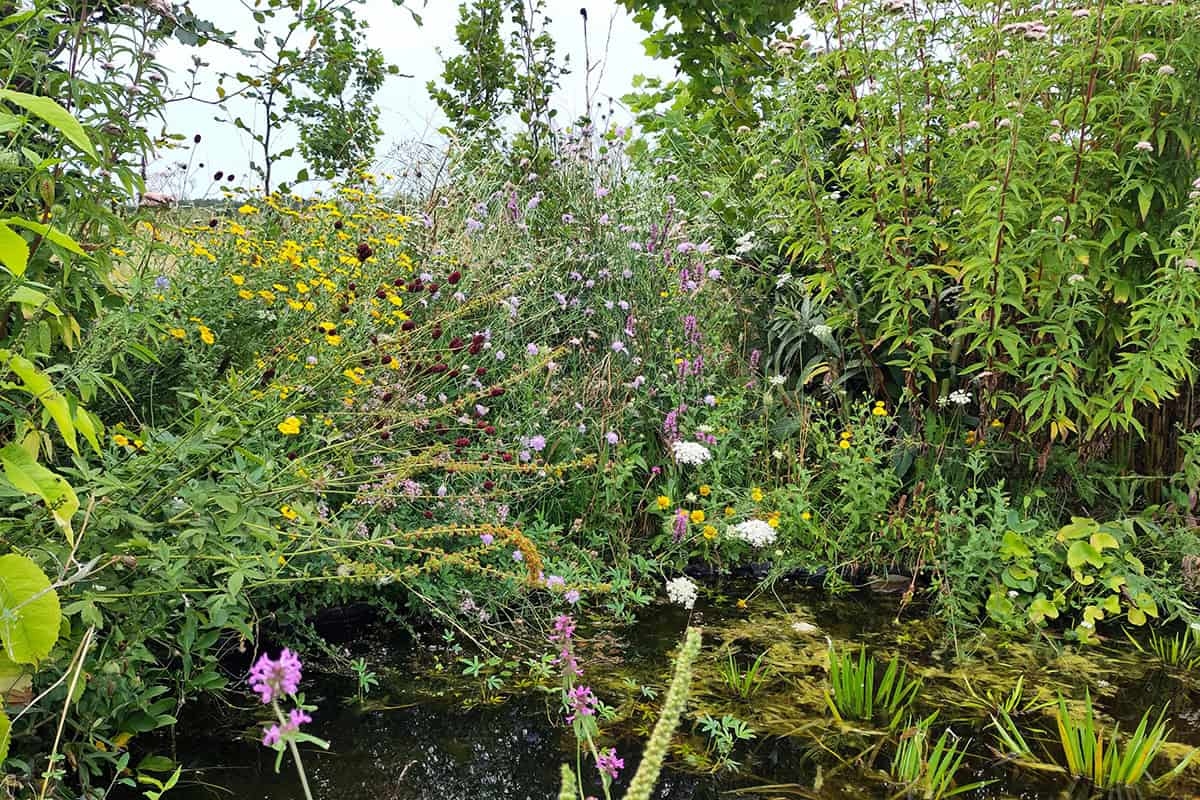 Die 11 besten einheimischen Pflanzen für Ihren Garten