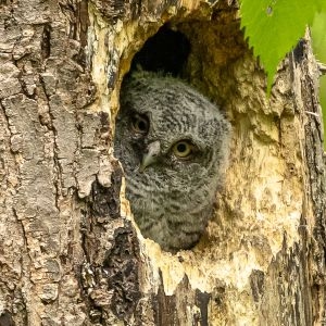 Earth Matters: Eastern screech-owls — Why there and not here?