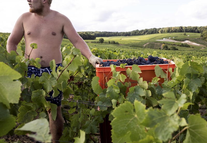 In Épernay, the municipal councilor who hosted an illegal camp during the grape harvest resigns following revelations by L'Humanité