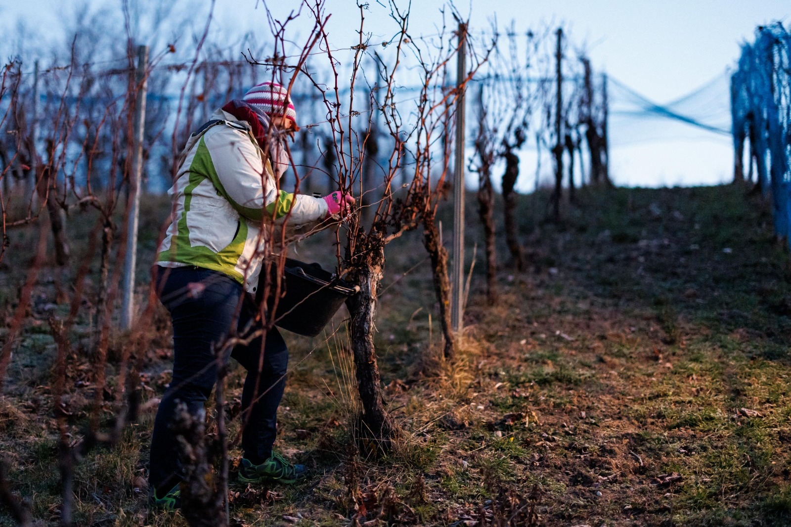 Champagne grape harvest: investigation opened for “undeclared work” and “unfit housing” after the closure of two overcrowded hotels