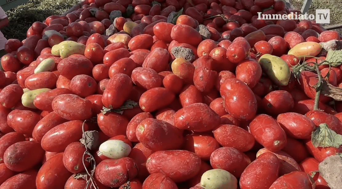 Alarm in Capitanata: tomato production plummets, with a 30% drop in the harvest. Prices are rising, but they're not enough to cover costs.
