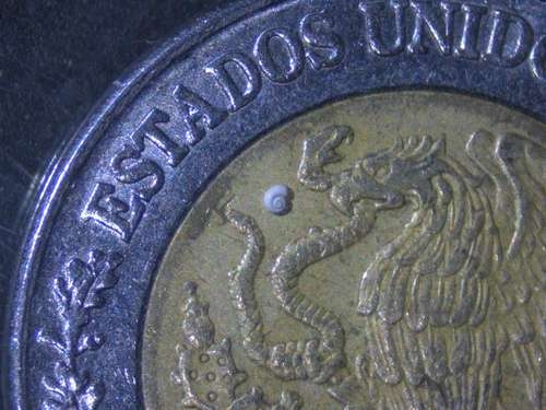 La lumaca, il cui guscio misura 0,7 millimetri, vive a Coahuila