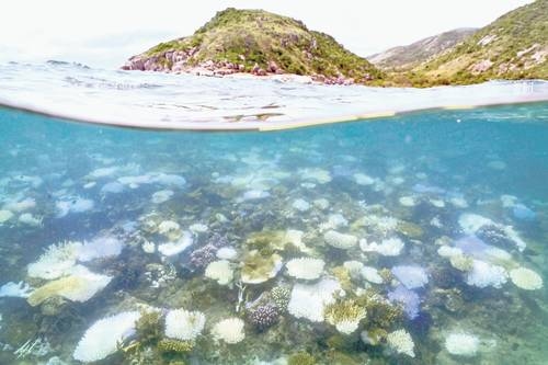 Devido à erosão, os recifes de corais do Caribe "estão perdendo sua capacidade de proteger as costas".