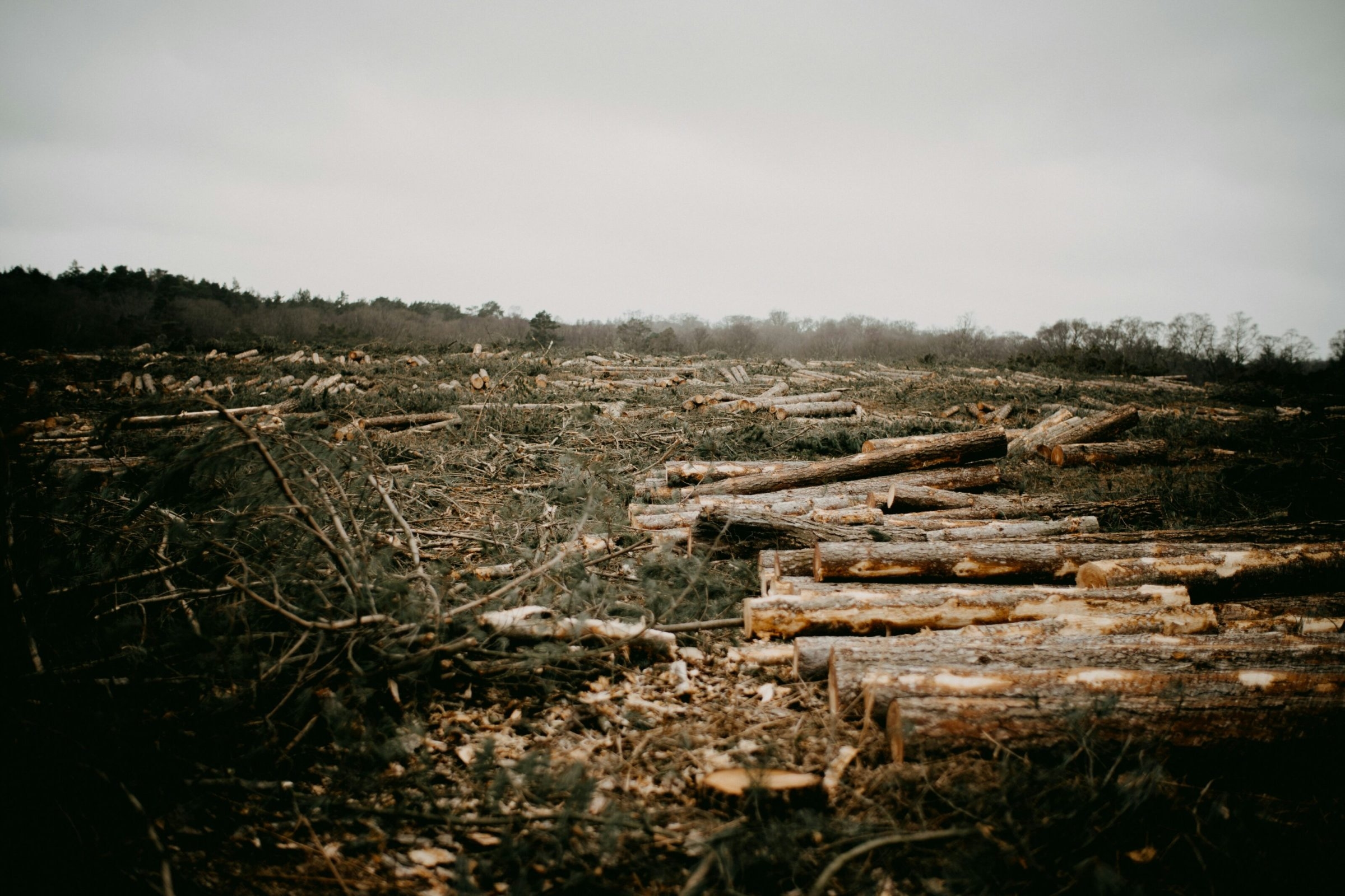 Protezione contro la deforestazione | Lettera aperta a Merz: la regolamentazione della deforestazione minaccia il disboscamento
