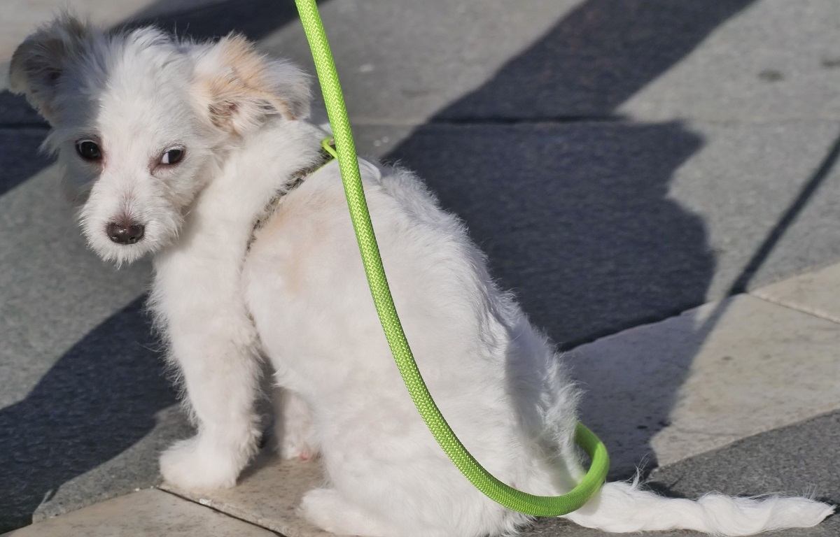 Killer Snails: What They Are and Why They Are Dangerous for Dogs