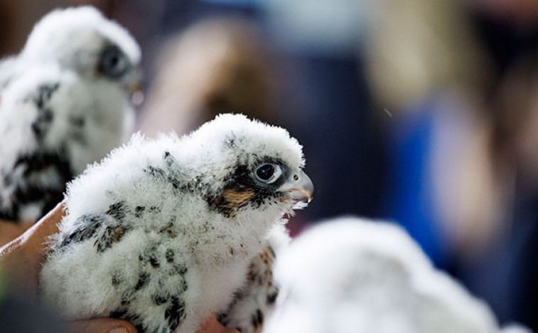 Il falco opsednuta australiano di Melbourne Koji Su è diventato una star di Internet (VIDEO)
