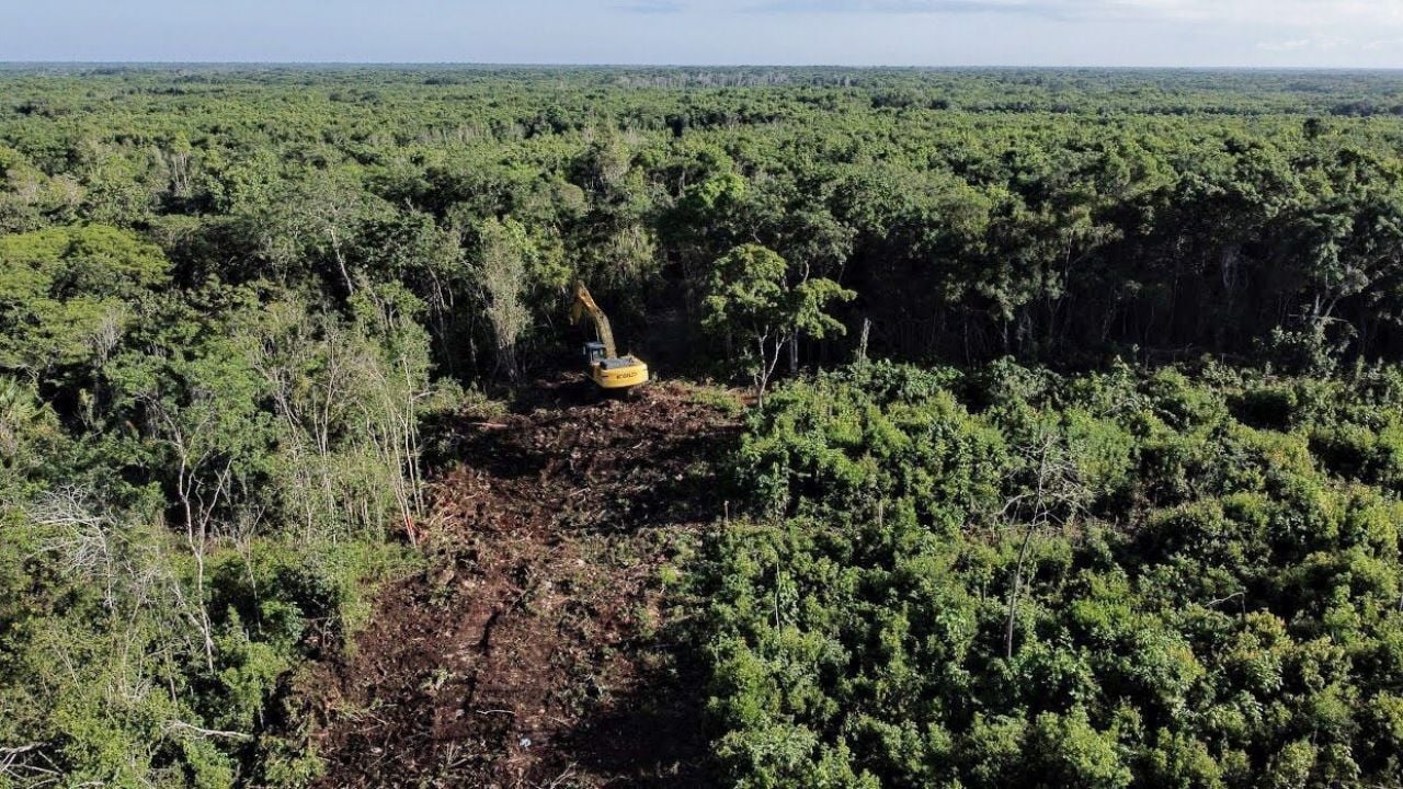 Il Ministero dell'Agricoltura, della Pesca e delle Foreste (Sedena) sta cercando di disboscare altri 259 ettari di giungla per rendere redditizio il Treno Maya.
