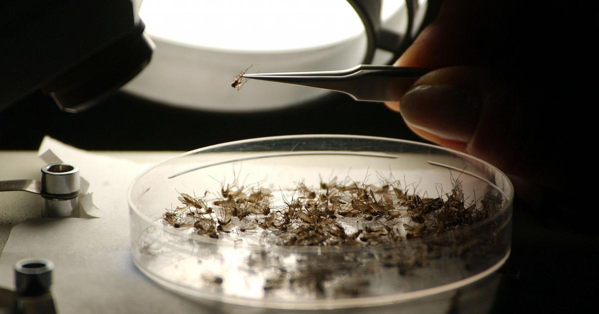Het dodental door het West-Nijlvirus in Lazio is opgelopen tot 7. Het eerste geval is vastgesteld in Rome.