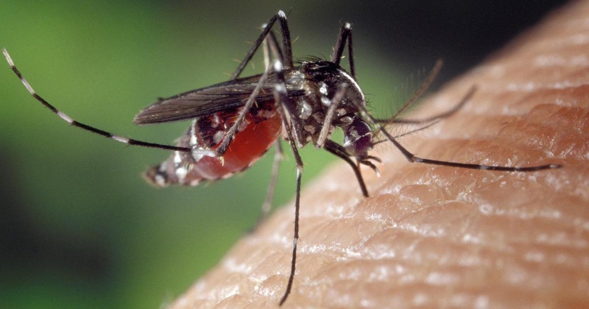 Virus du Nil occidental : 11 décès à ce jour en Italie. Premier cas d'infection à Biella. Insectes testés positifs à Isernia.