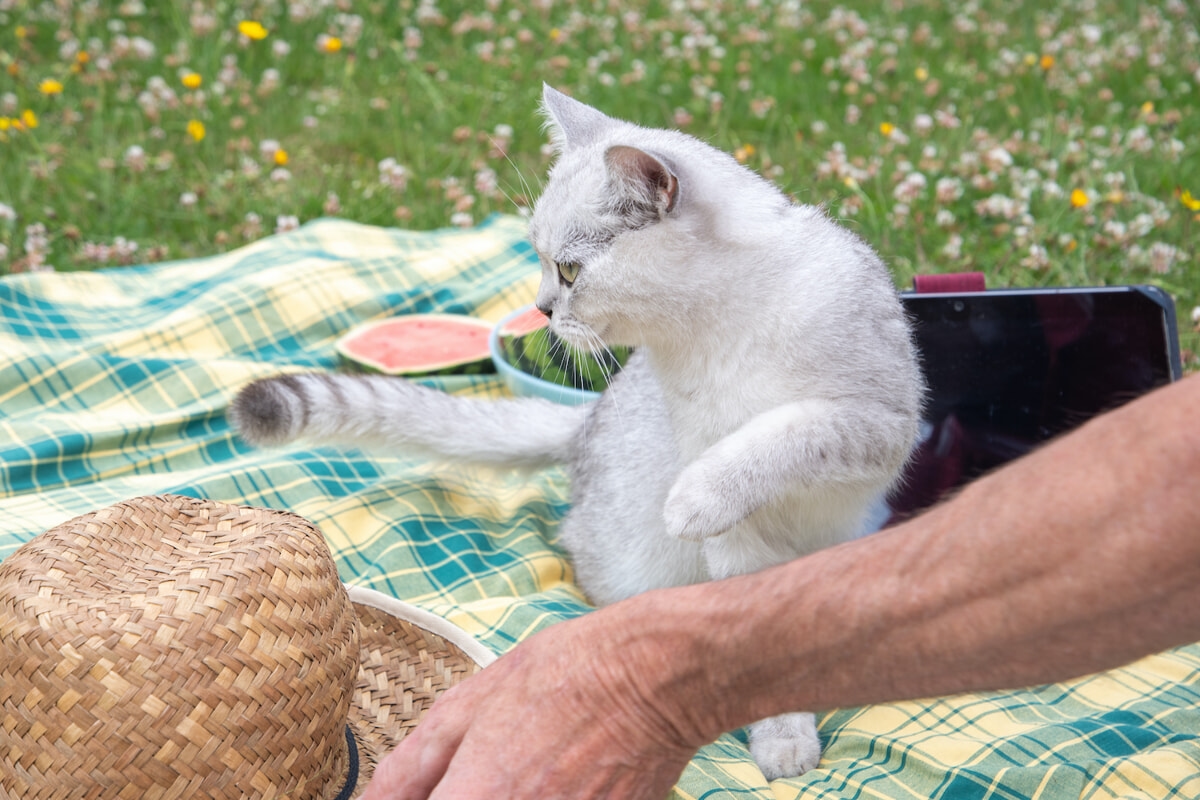 Uw kat mee op vakantie: wanneer doet u dat wel of laat u hem thuis?