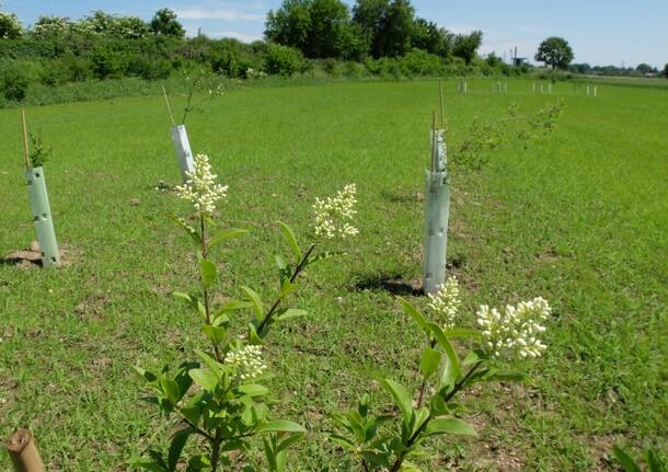 Tradate - Mughetti Park'ta ekolojik yeniden doğuş filizleniyor: In.Seeds projesi için ilk sonuçlar - - Varese Haberleri