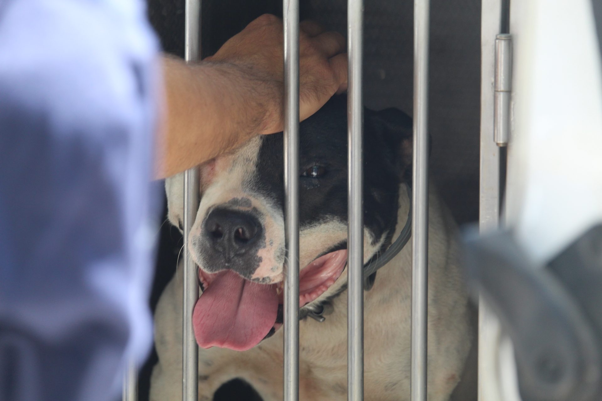 Dogs forced to fight to the end. Now they are safe