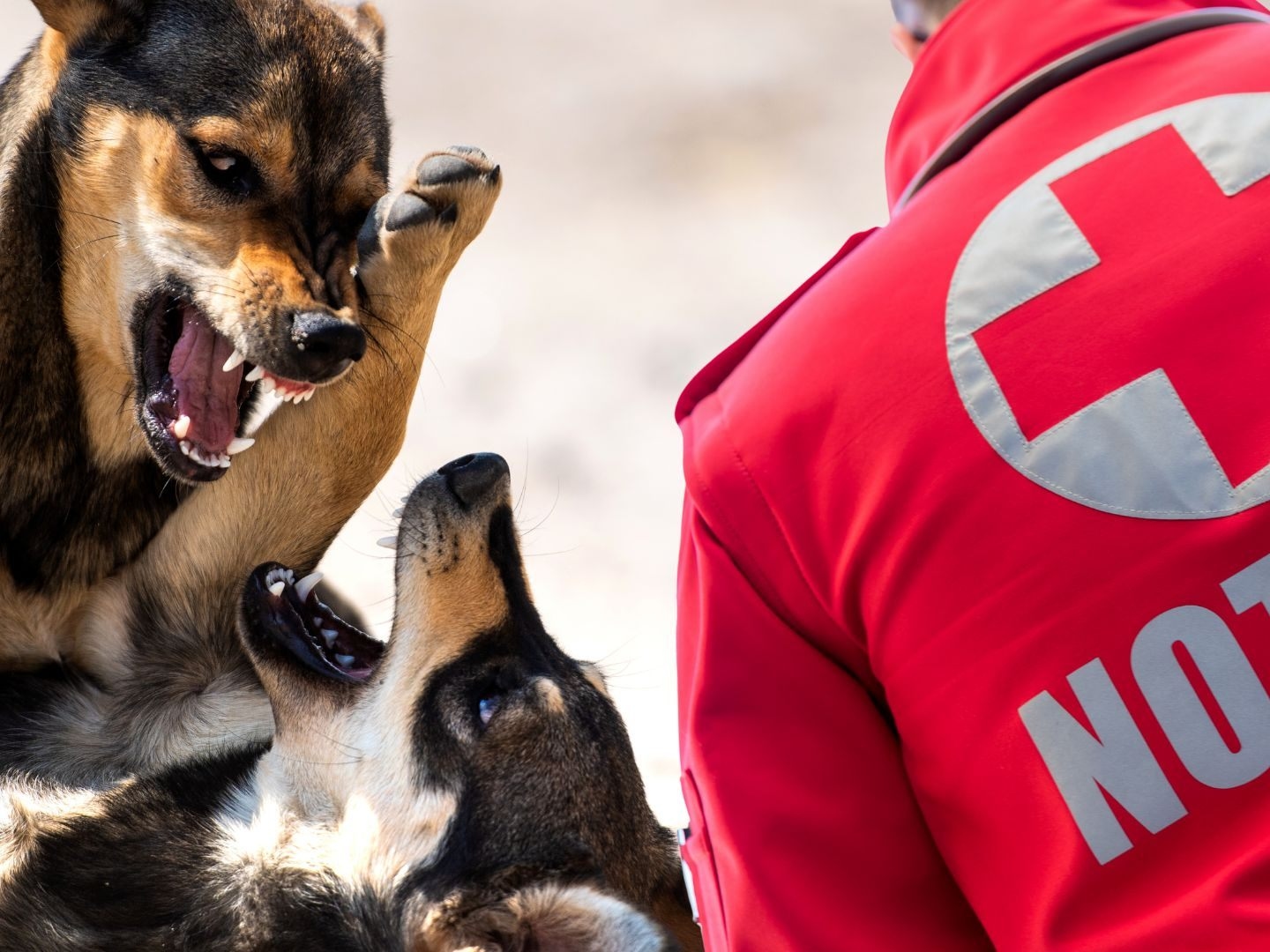 Enormous Blood Loss: 79-Year-Old Had to Be Resuscitated After Dog Bite