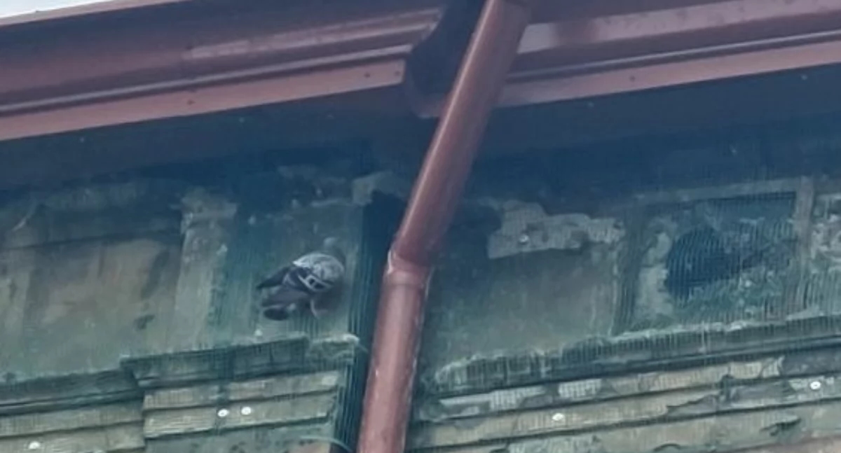 Kuşları tuzağa düşürerek apartmanı güven altına aldılar. Olay yerine şehir muhafızları ve çevre koruma yetkilileri çağrıldı [FOTOĞRAFLAR]
