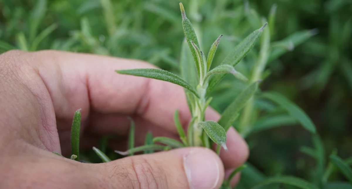 Erbe aromatiche a luglio: quali tagliare e quali lasciare fiorire?