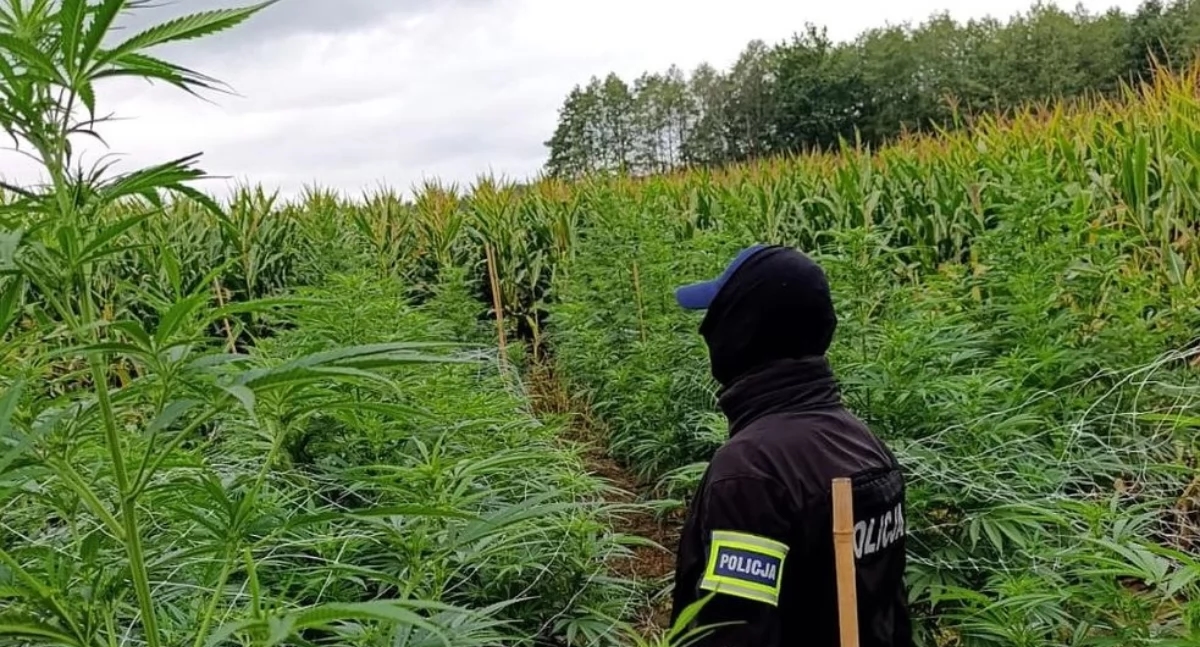 Plantaciones de cannabis descubiertas en dos parcelas del condado de Jarosław [FOTOS]