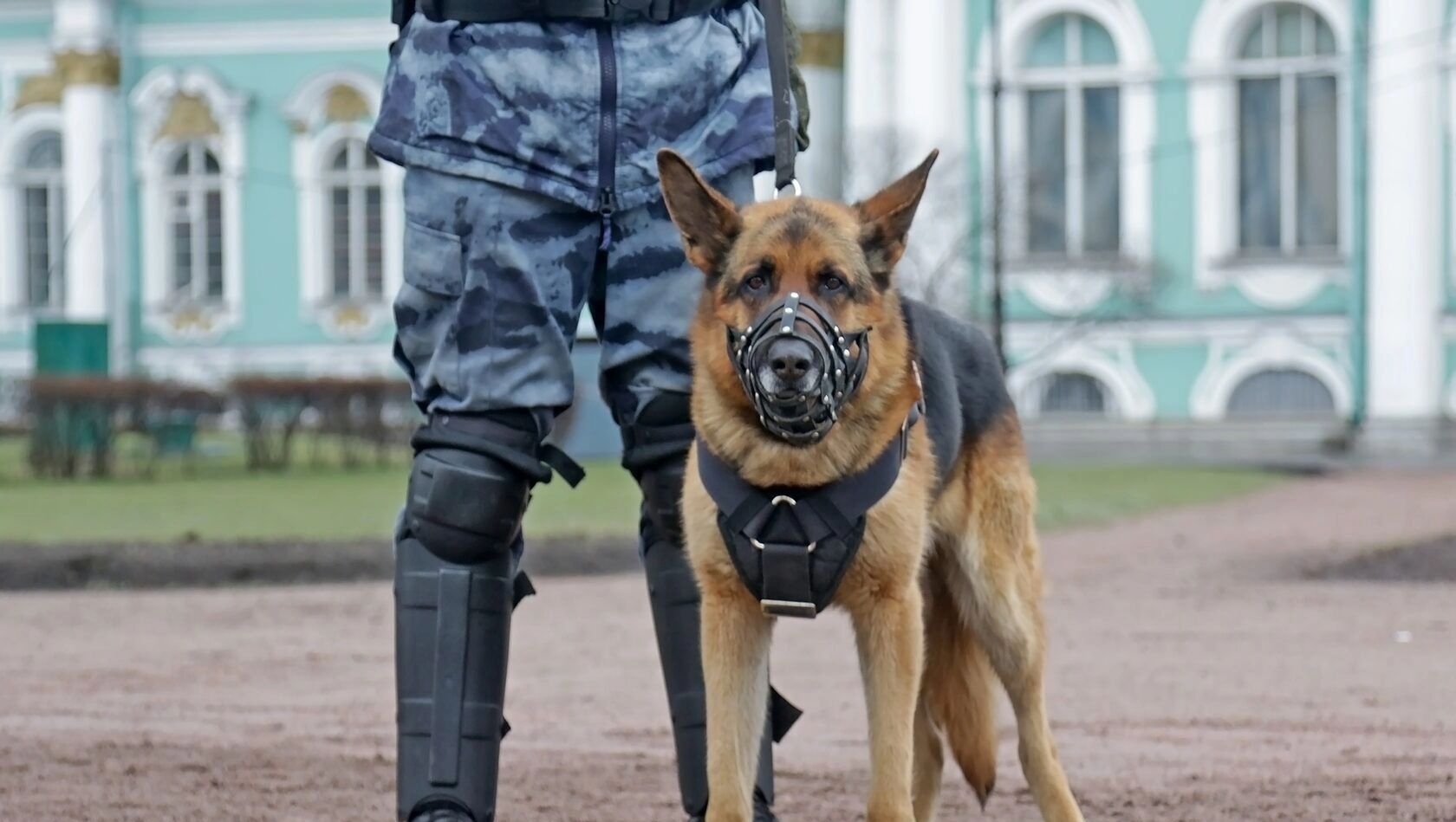 Moskova'daki bir mahkeme, evcil köpeklerin kamusal çimlere işemesine izin verdi.