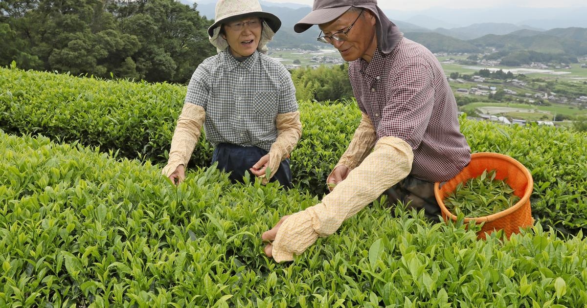 „Stark im Aroma, aber mild im Geschmack“: Japan verliebt sich in schwarzen Tee