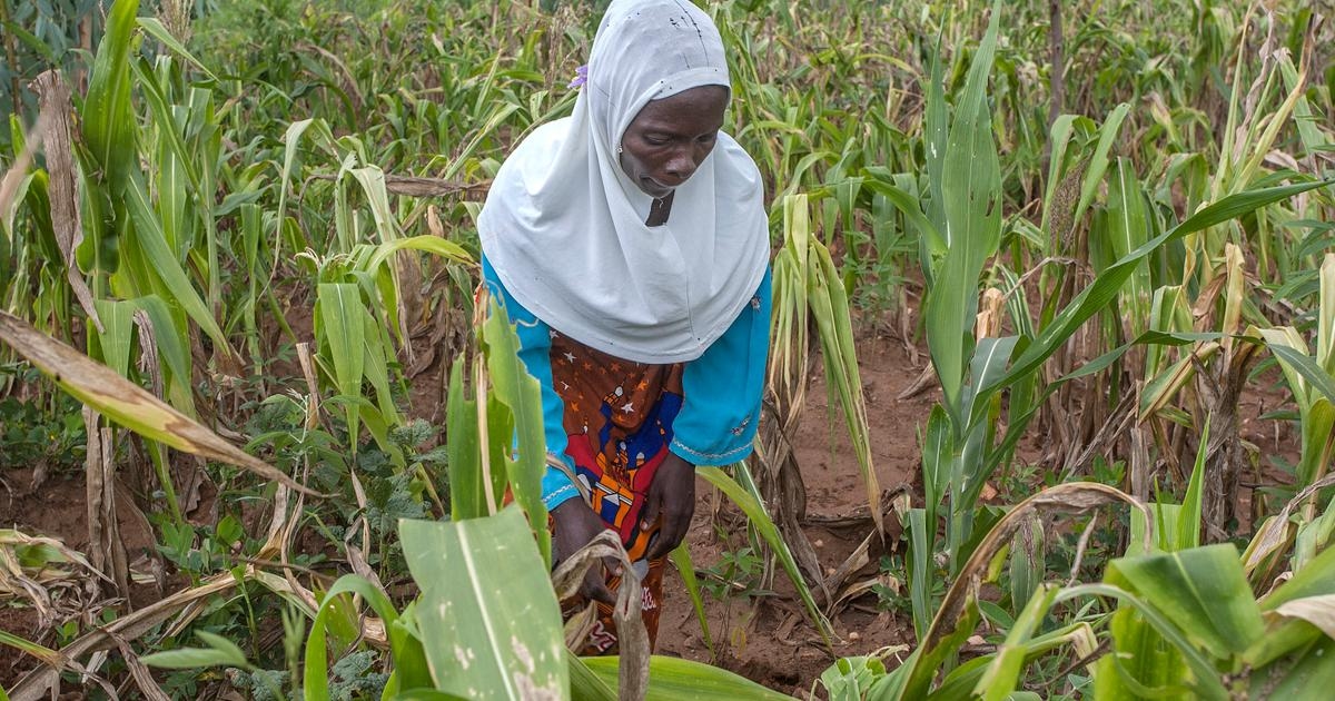 Quando uma IA em idioma local vem em socorro dos agricultores do Malawi