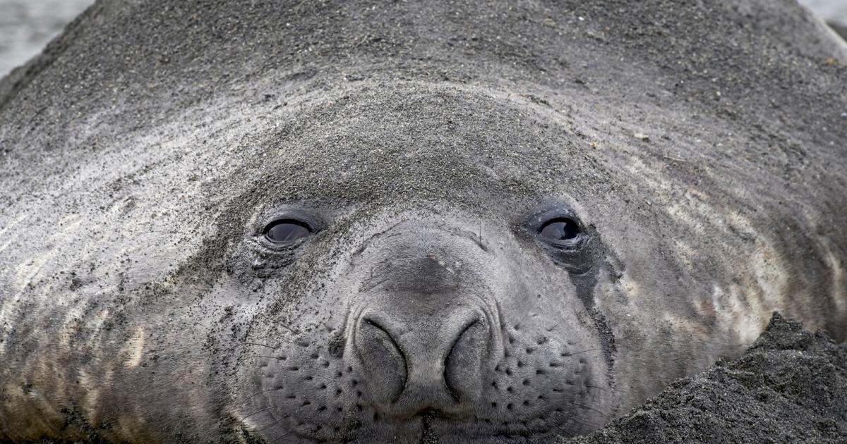 En Argentine, les éléphants de mer sont décimés par la grippe aviaire