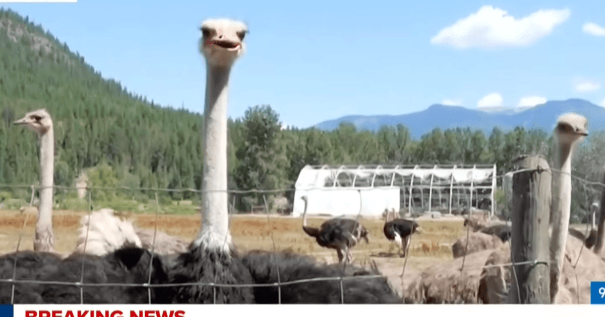 „Schämt euch, Kanada!“: Hunderte Strauße werden letztendlich getötet.