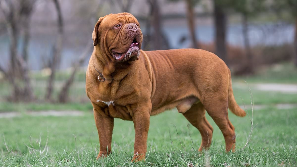 Révélations : Les races de chiens présentant le risque le plus élevé de cancer canin agressif – les grands chiens en tête de liste