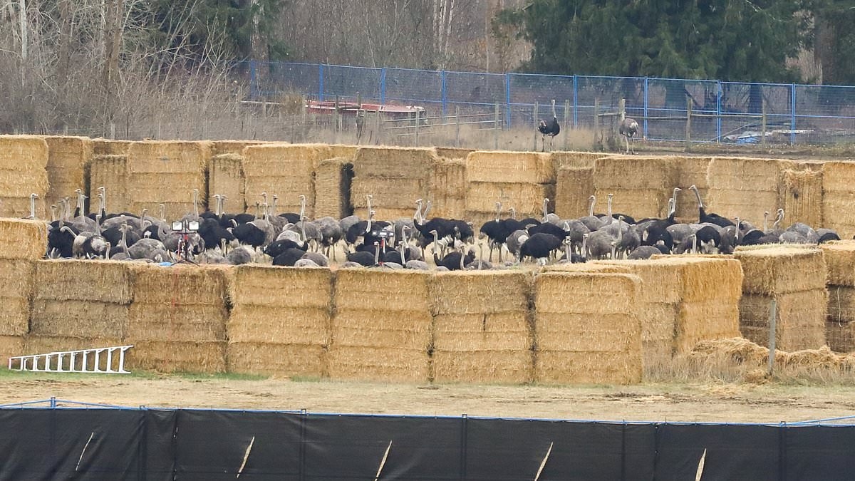 Indignation après l'exécution par un peloton d'exécution de 300 autruches « saines » suite à des allégations de maladie infectieuse