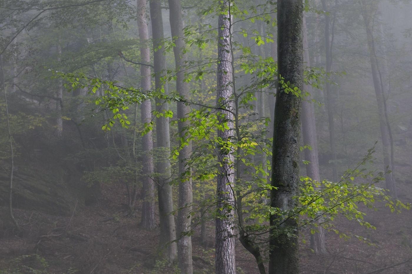 Hacia una nueva distribución del valor: una defensa del dividendo social