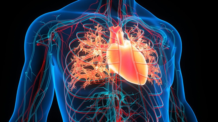 Dodatkowa żyła w ramieniu człowieka staje się coraz powszechniejsza