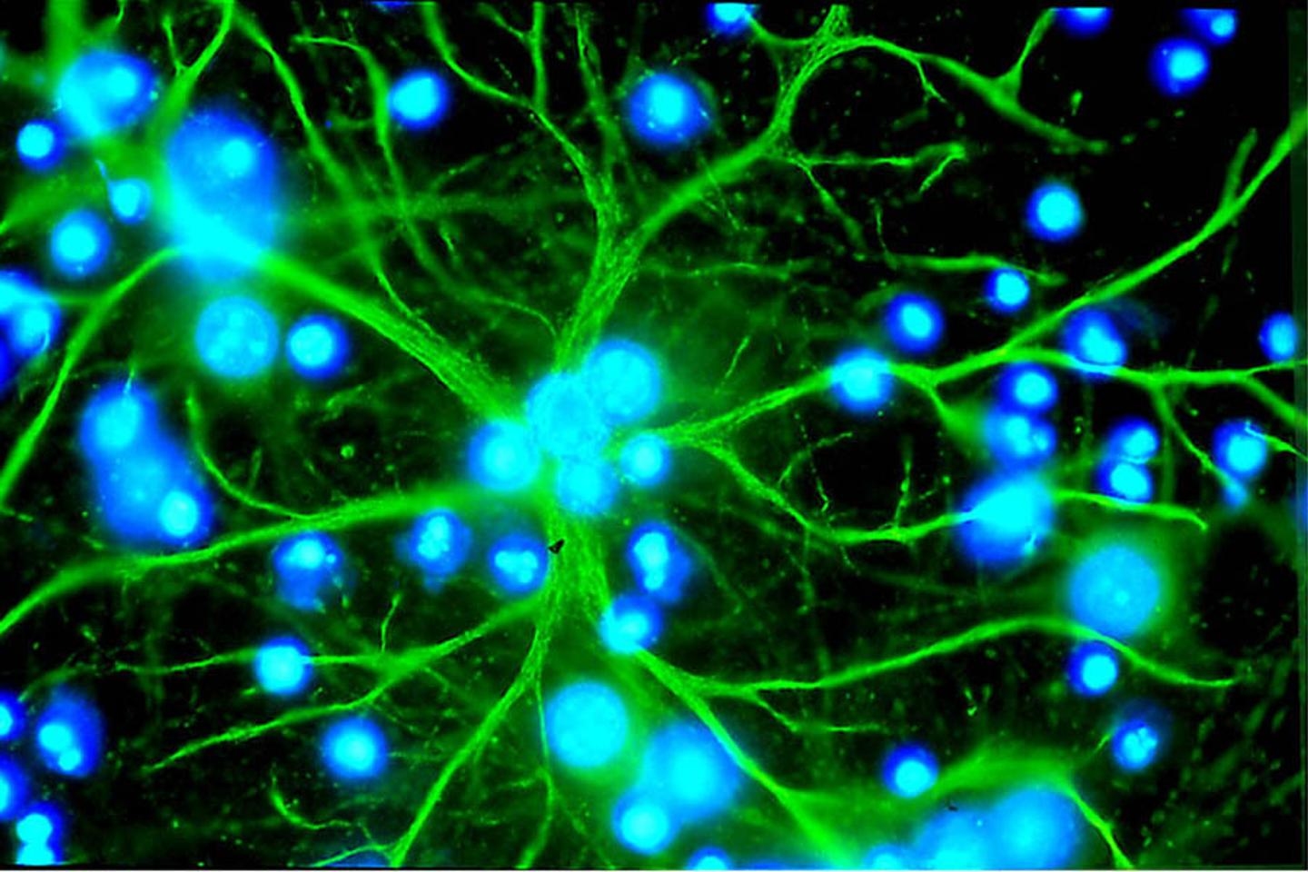 In the brain, astrocytes consolidate memory