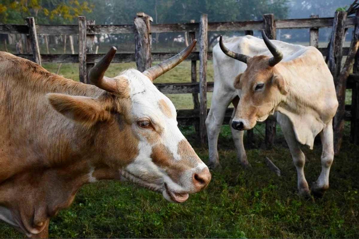 Henüz anlaşma yok: Meksika ile ABD arasındaki hayvancılık sınırı kapalı kalmaya devam ediyor.