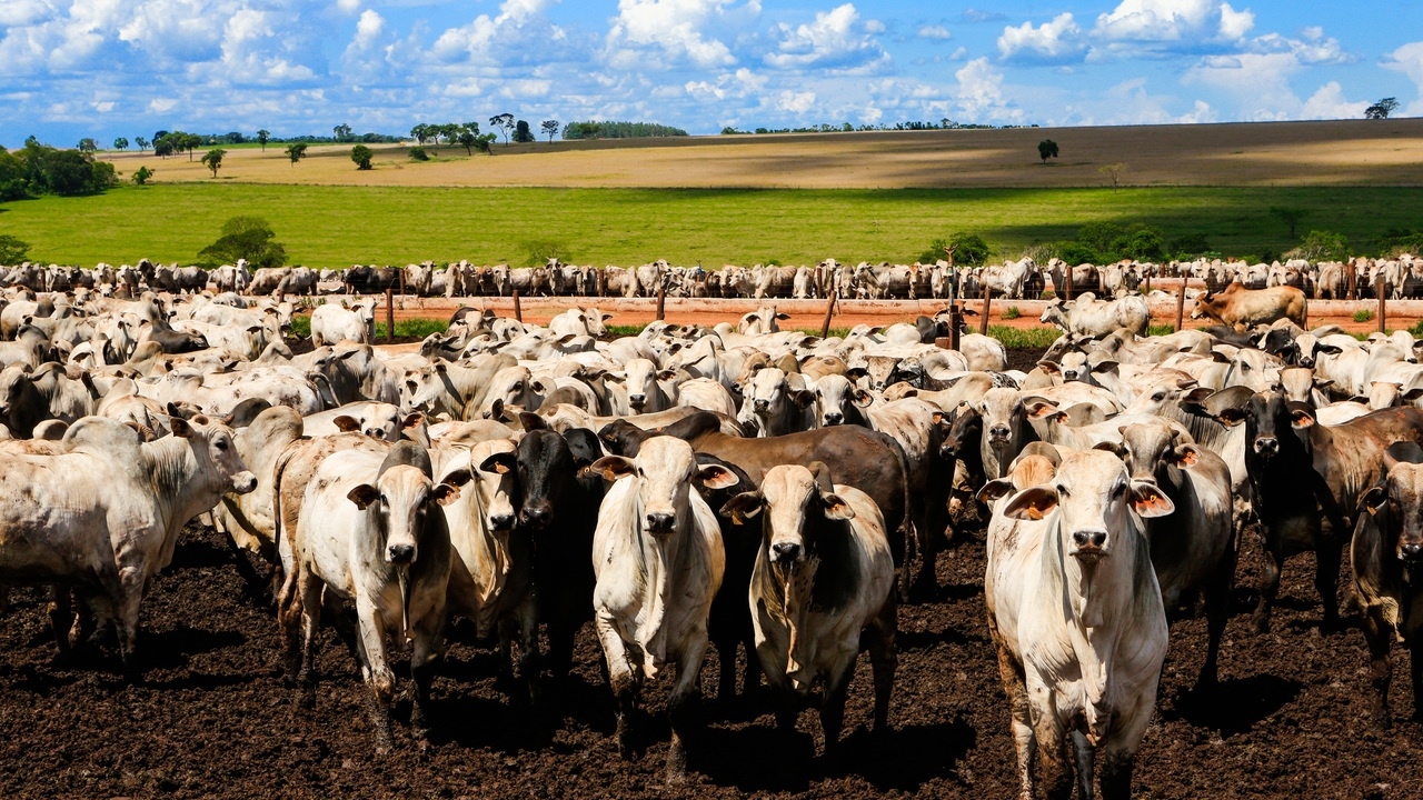 Tarifaço revelou que o Brasil não era tão dependente dos EUA – ao menos em um setor