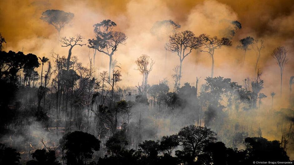 Новый лесной фонд нацелен сделать охрану природы более прибыльной, чем вырубка леса.