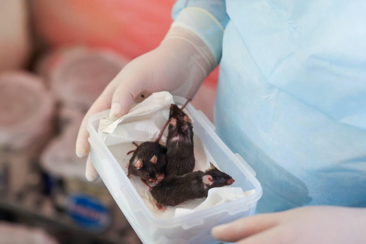 65 souris sur 75 sont revenues vivantes à bord du satellite Bion-M-2.